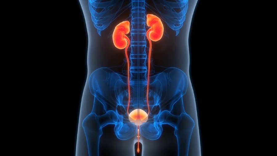 Urinarne infekcije - simptomi, uzroci, kako se leči