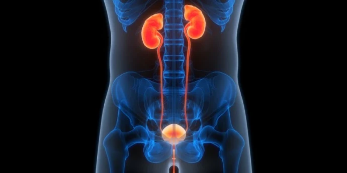 Urinarne infekcije - simptomi, uzroci, kako se leči